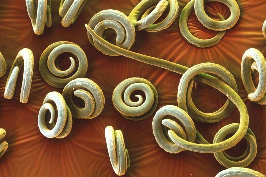 parasitäre Würmer des menschlichen Körpers