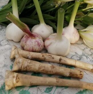 Würzig und Knoblauch gegen Lamblia