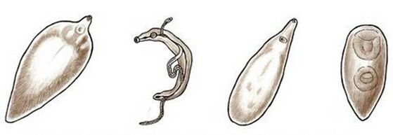 Parasiten im menschlichen Körper