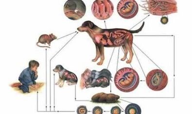 Ursachen und Formen der Infektion mit Würmern